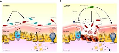 Use of Wild Type or Recombinant Lactic Acid Bacteria as an Alternative Treatment for Gastrointestinal Inflammatory Diseases: A Focus on Inflammatory Bowel Diseases and Mucositis